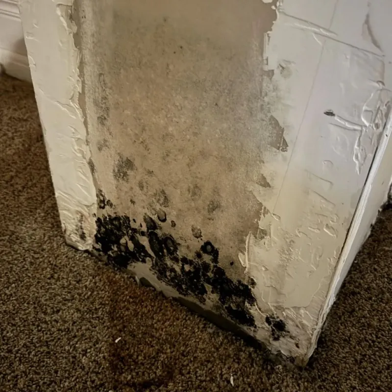 Professional Mold Removal in Auberry, CA